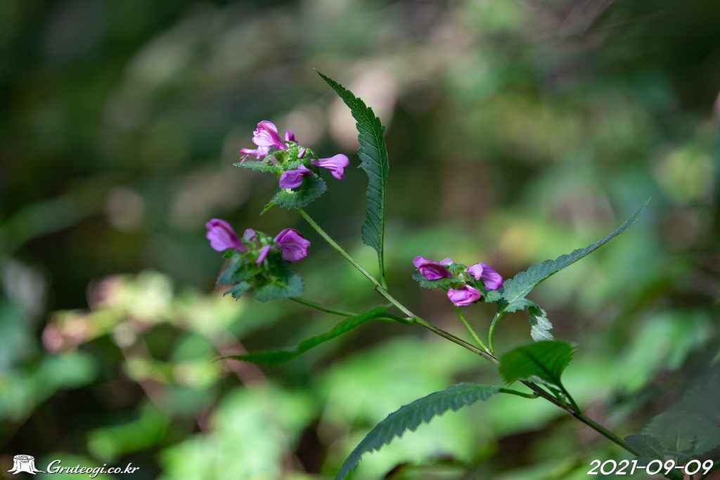 Pedicularis resupinata flower
