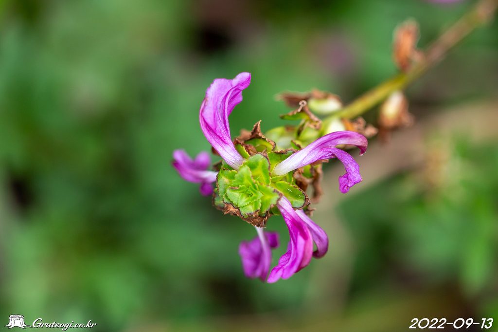 Pedicularis resupinata flower