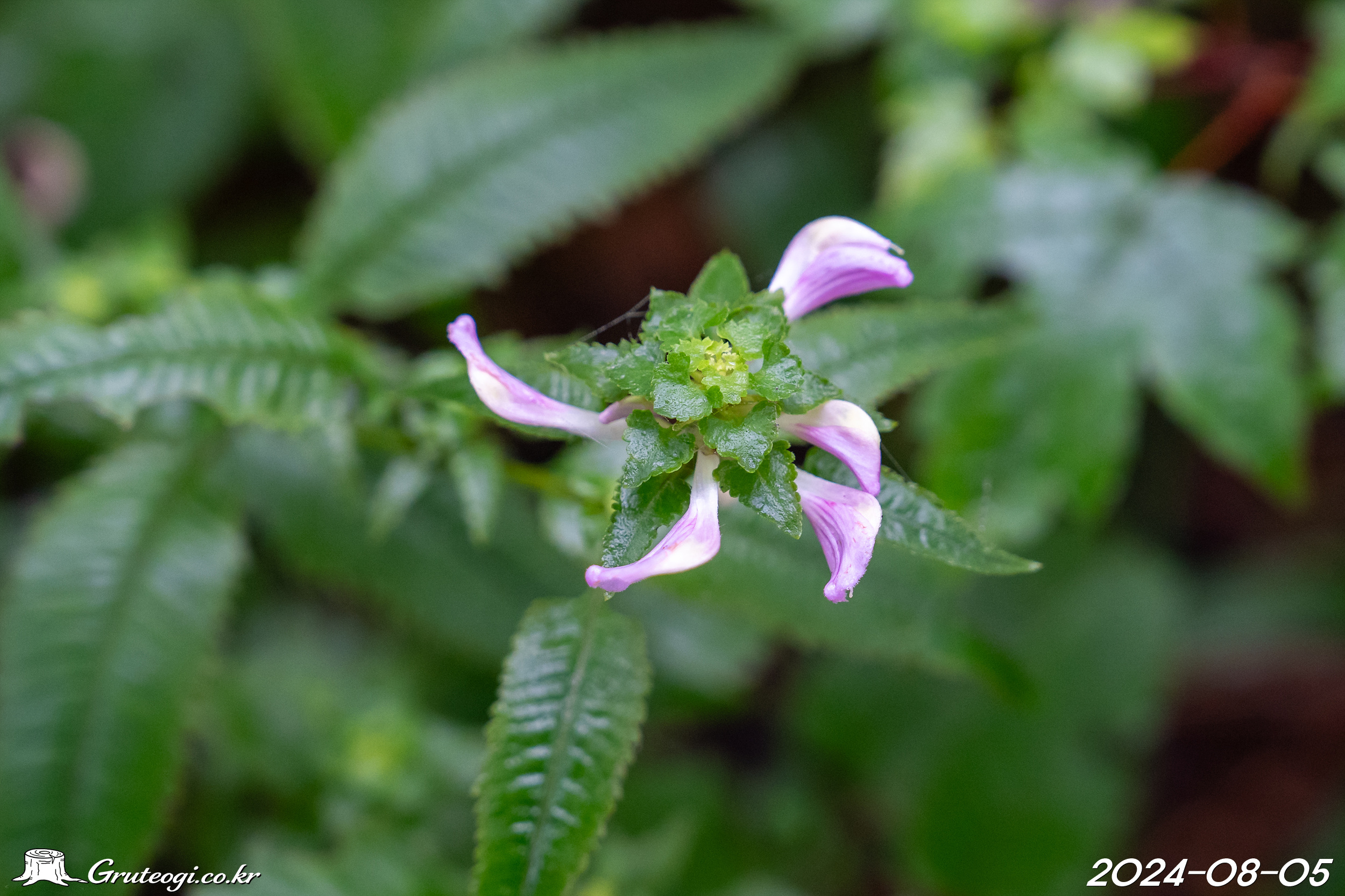 송이풀 Pedicularis resupinata L.