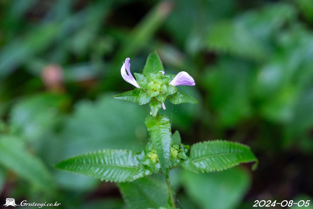 Pedicularis resupinata flower