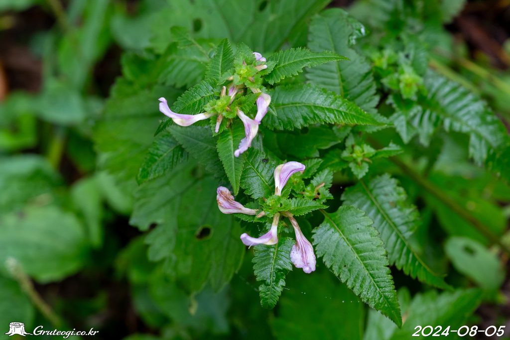 Pedicularis resupinata flower