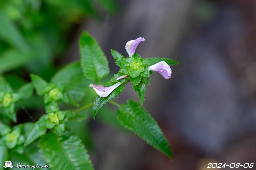 Pedicularis resupinata flower main