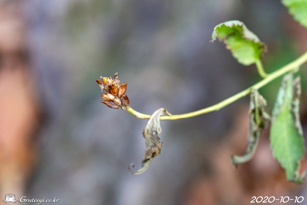Pedicularis resupinata fruit
