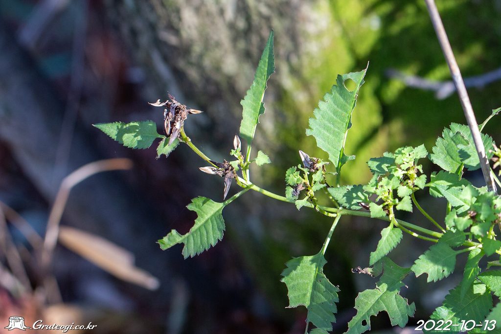 Pedicularis resupinata fruit
