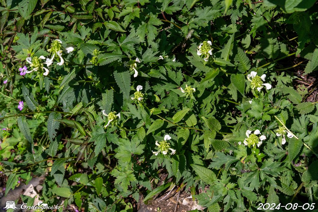 Pedicularis resupinata habit