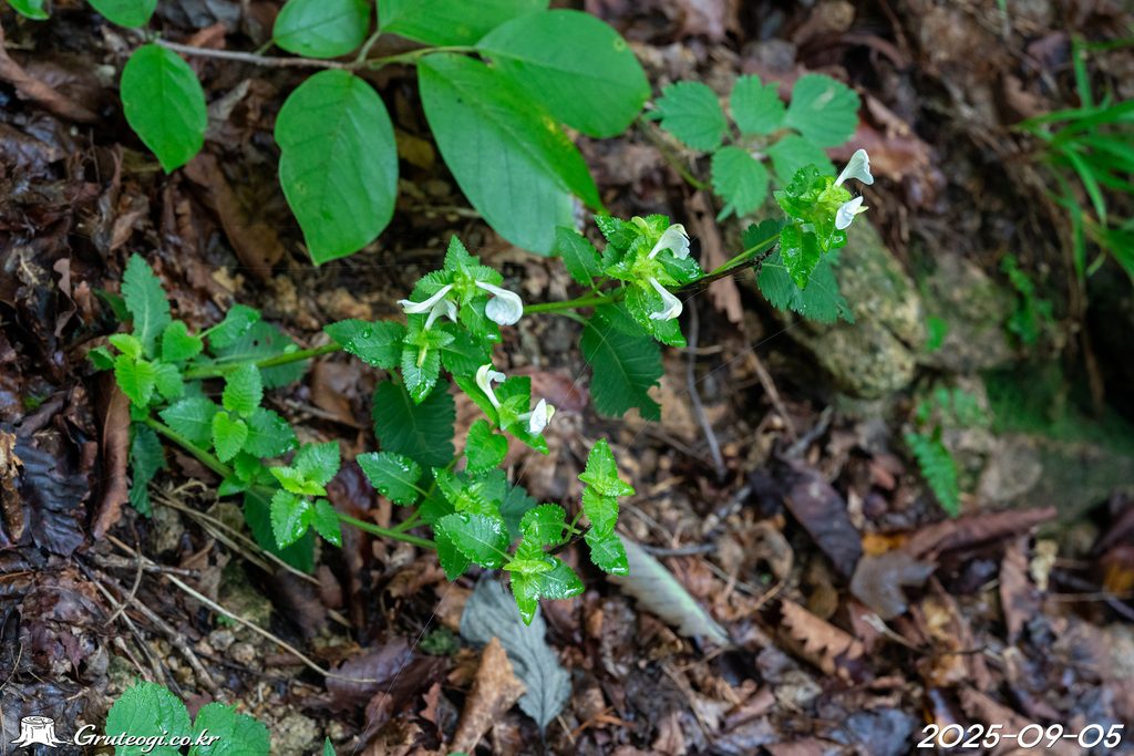 Pedicularis resupinata habit