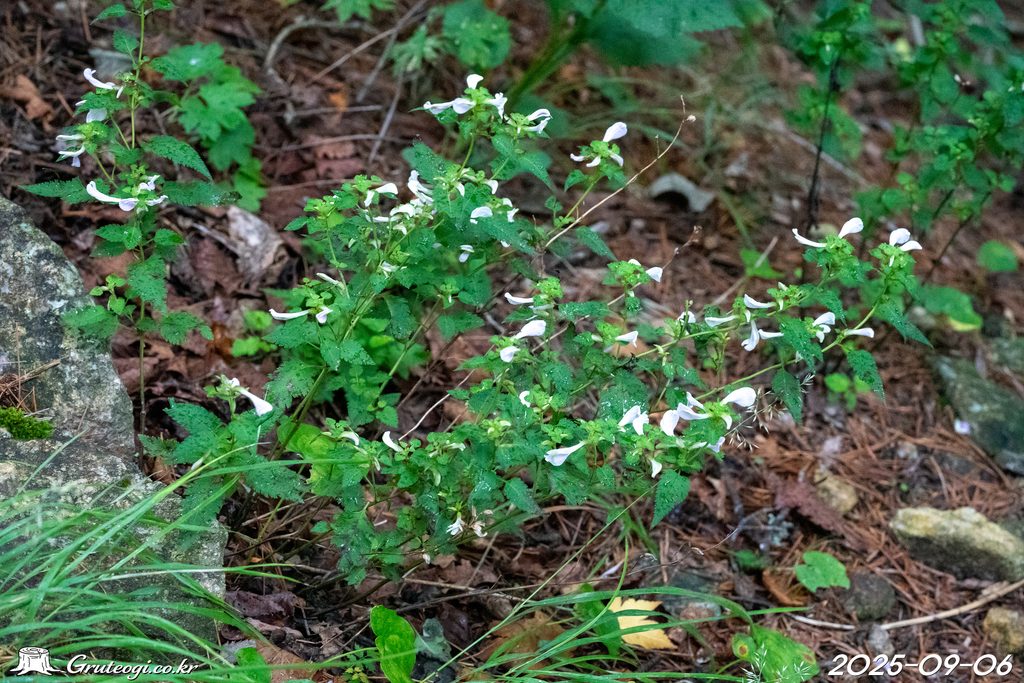 Pedicularis resupinata habit