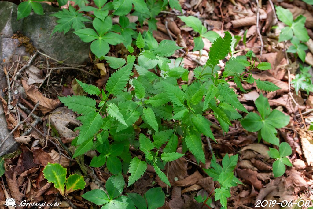 Pedicularis resupinata leaf