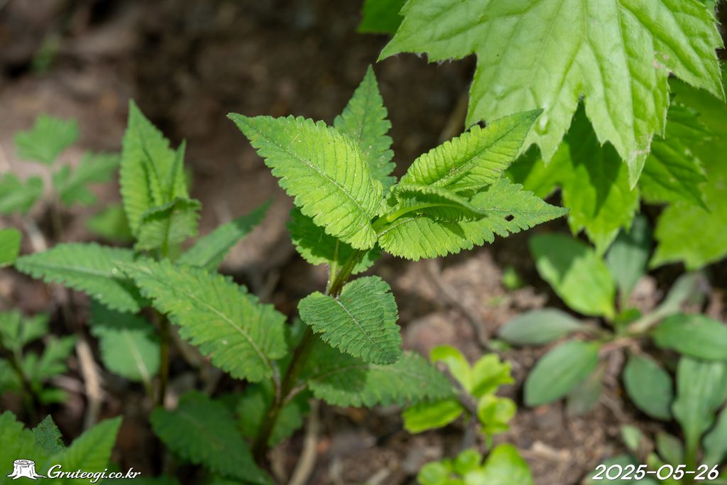 Pedicularis resupinata leaf