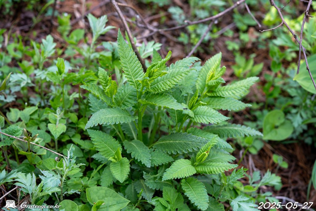 Pedicularis resupinata leaf