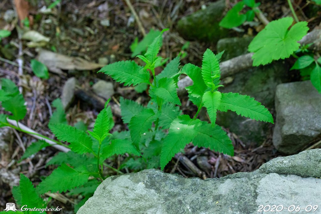 Pedicularis resupinata leaf