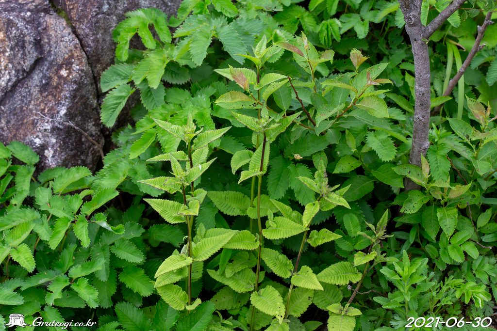 Pedicularis resupinata leaf