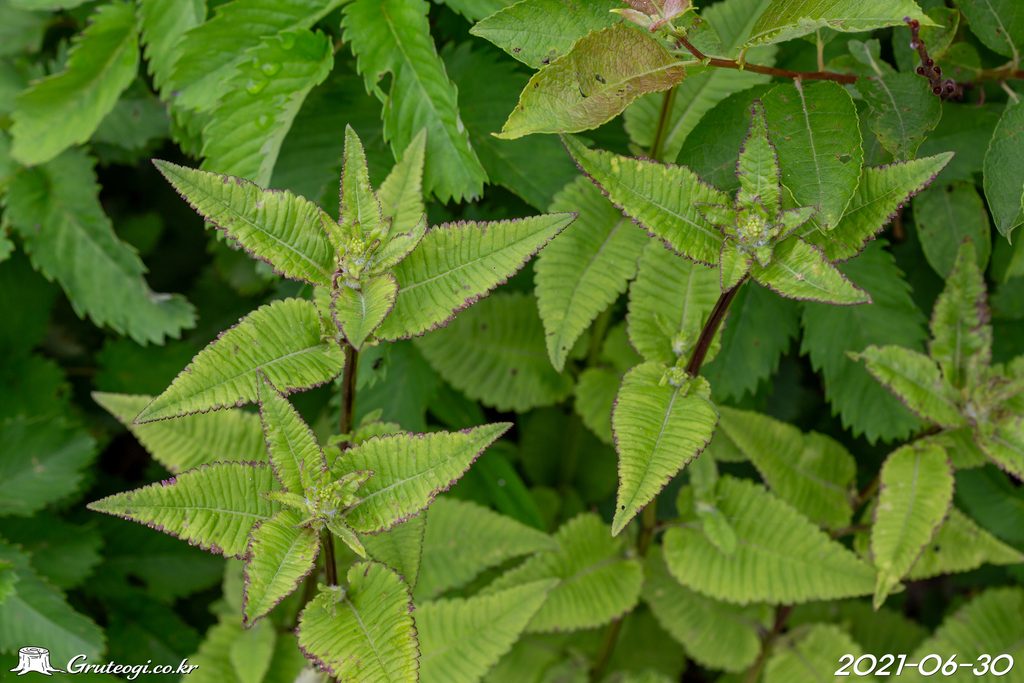Pedicularis resupinata leaf