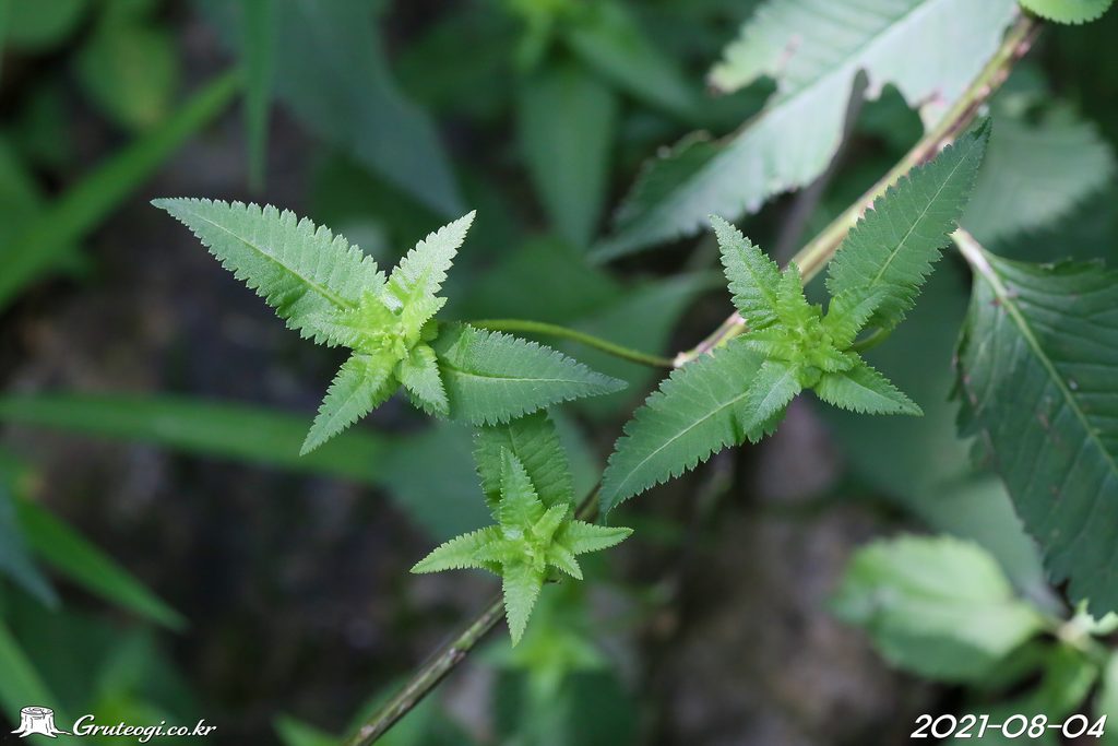Pedicularis resupinata leaf