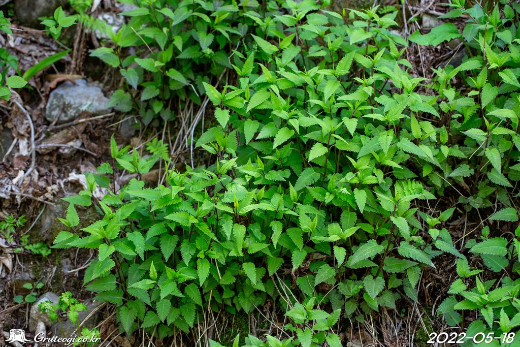 Pedicularis resupinata leaf