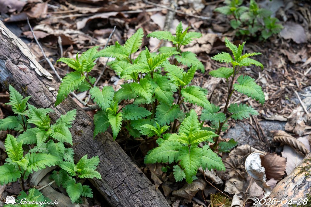 Pedicularis resupinata leaf