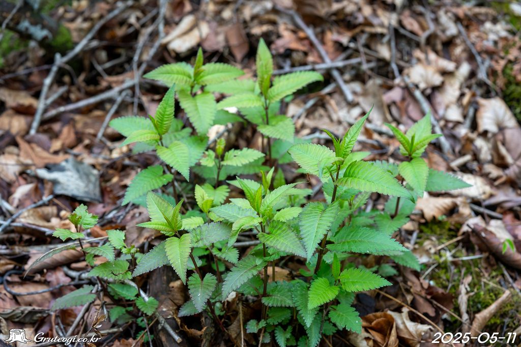 Pedicularis resupinata leaf