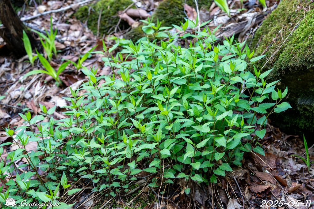 Pedicularis resupinata leaf
