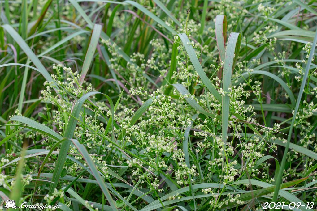 Rubia argyi flower
