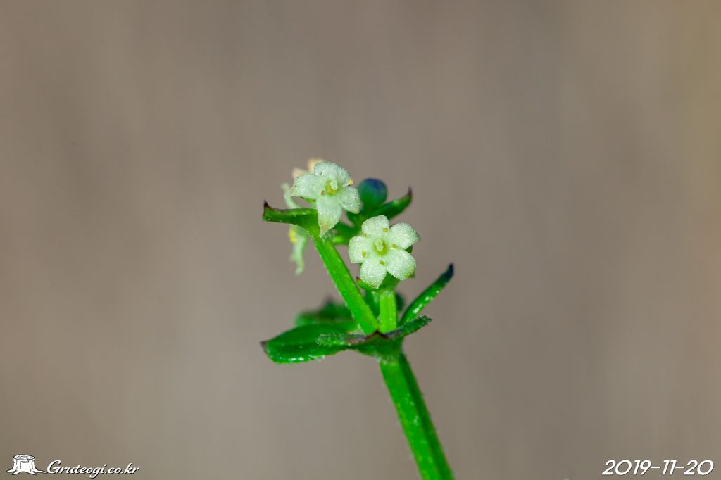 Rubia argyi flower
