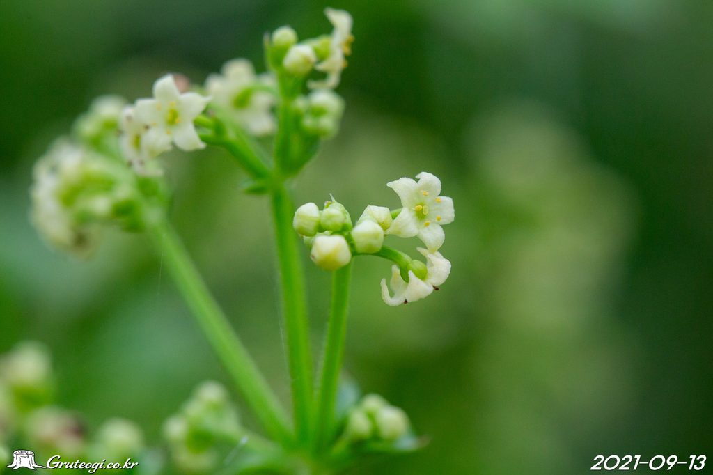 Rubia argyi flower