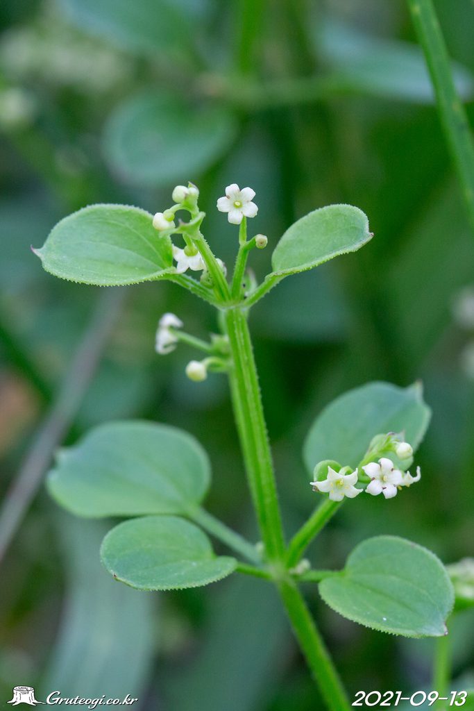 Rubia argyi flower