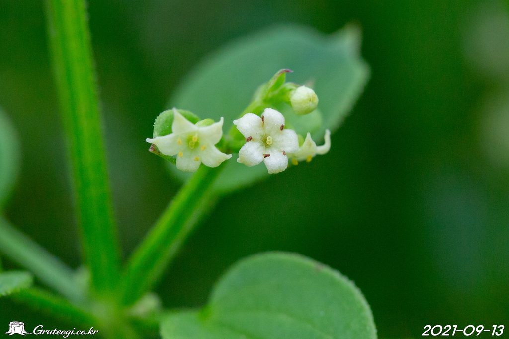 Rubia argyi flower