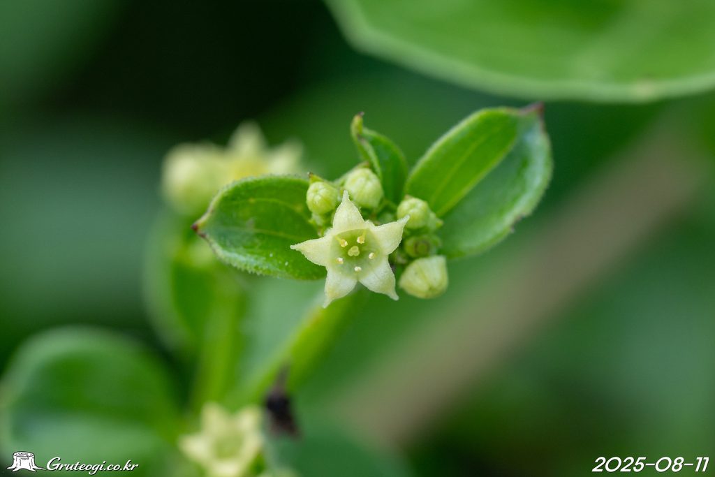 Rubia argyi flower