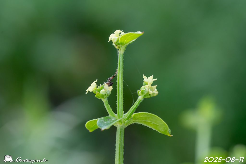 Rubia argyi flower