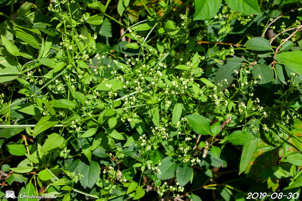 Rubia argyi flower