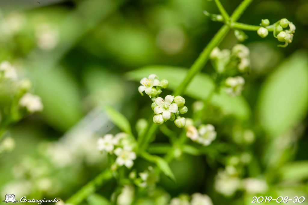 Rubia argyi flower