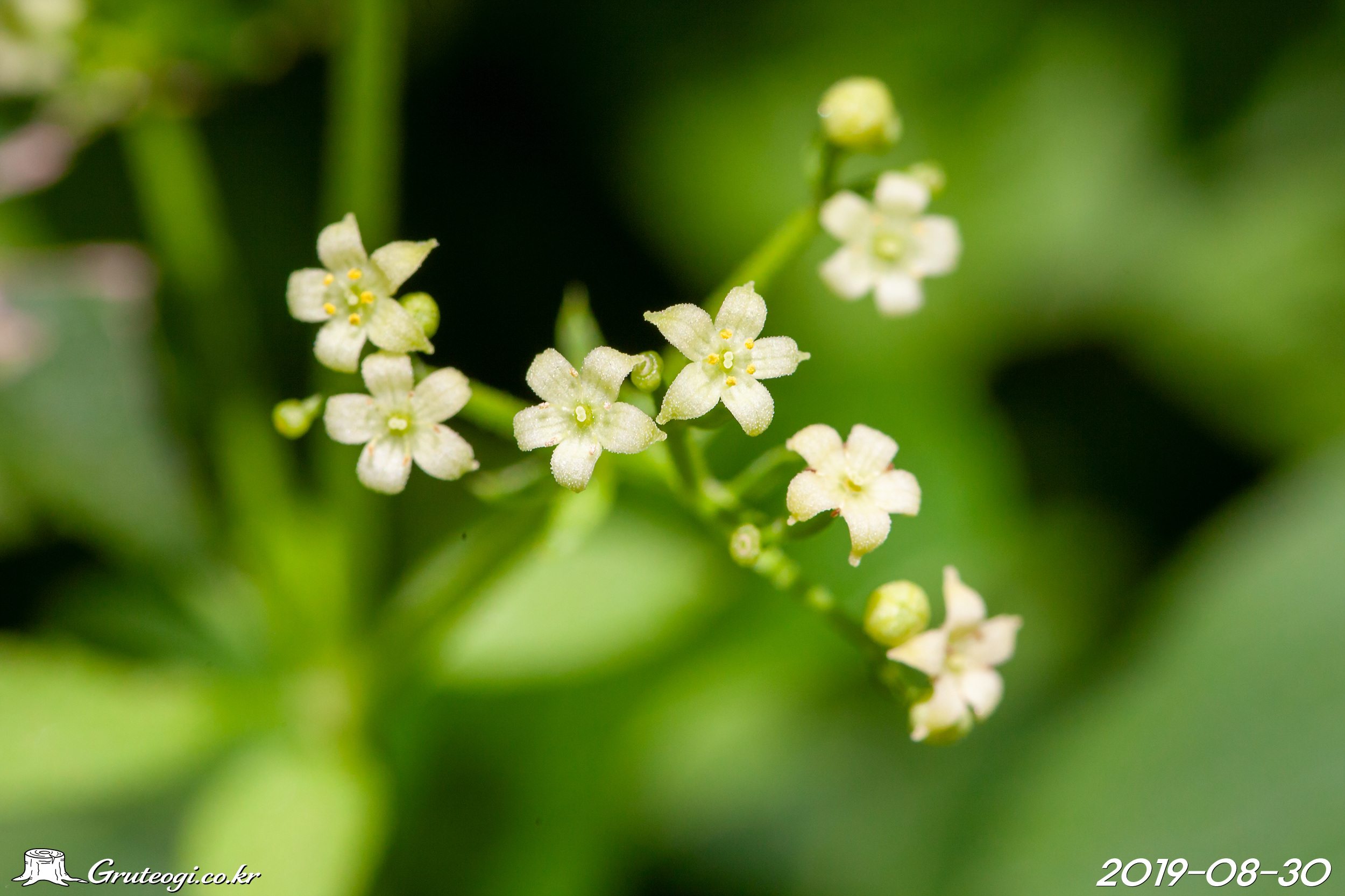 꼭두선이 Rubia argyi (H. Lev. & Vaniot) H. Hara