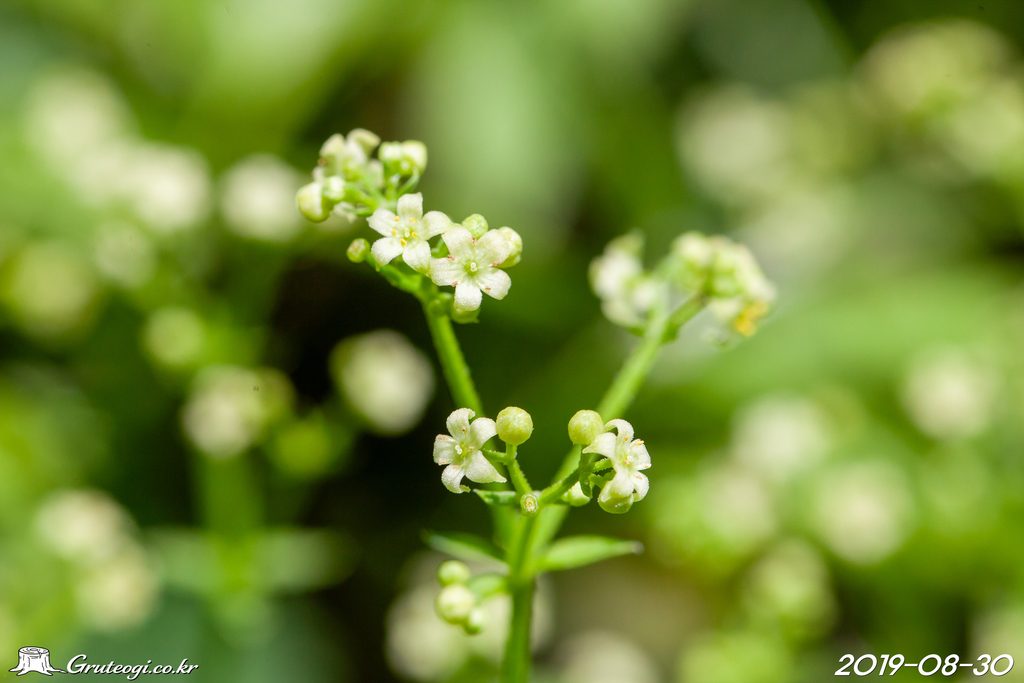 Rubia argyi flower main