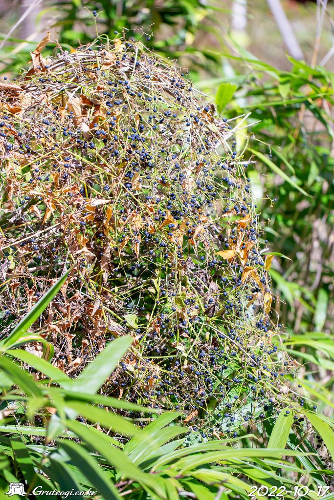 Rubia argyi fruit