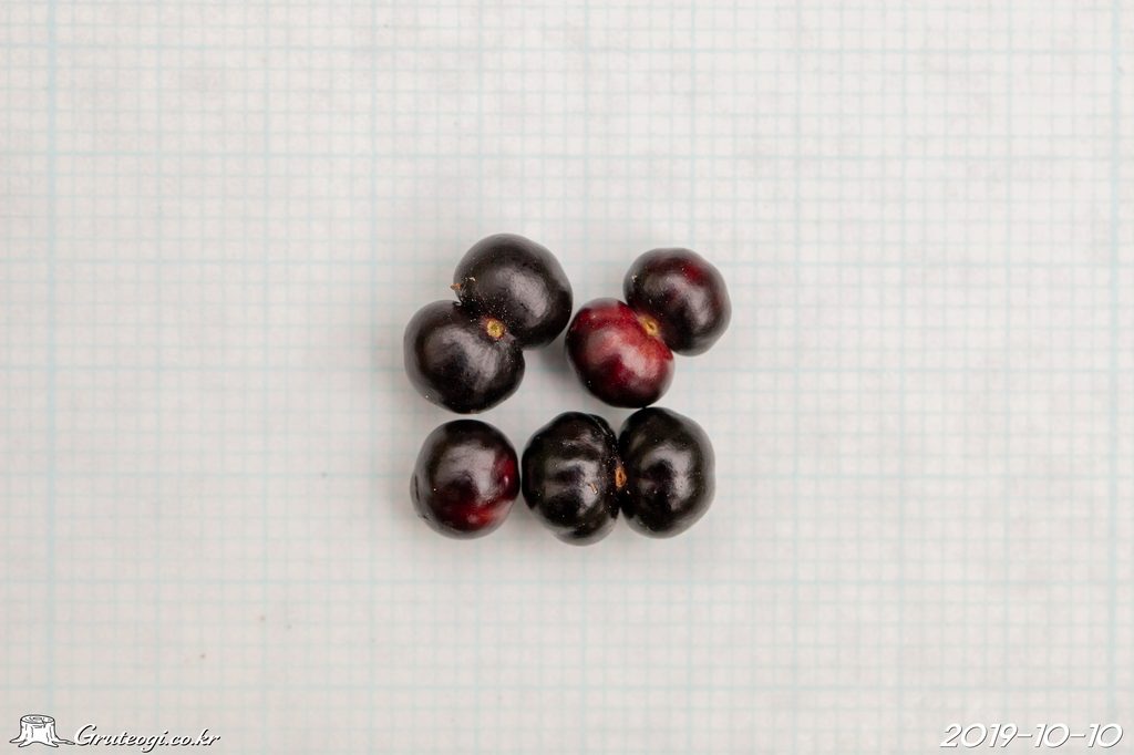 Rubia argyi fruit