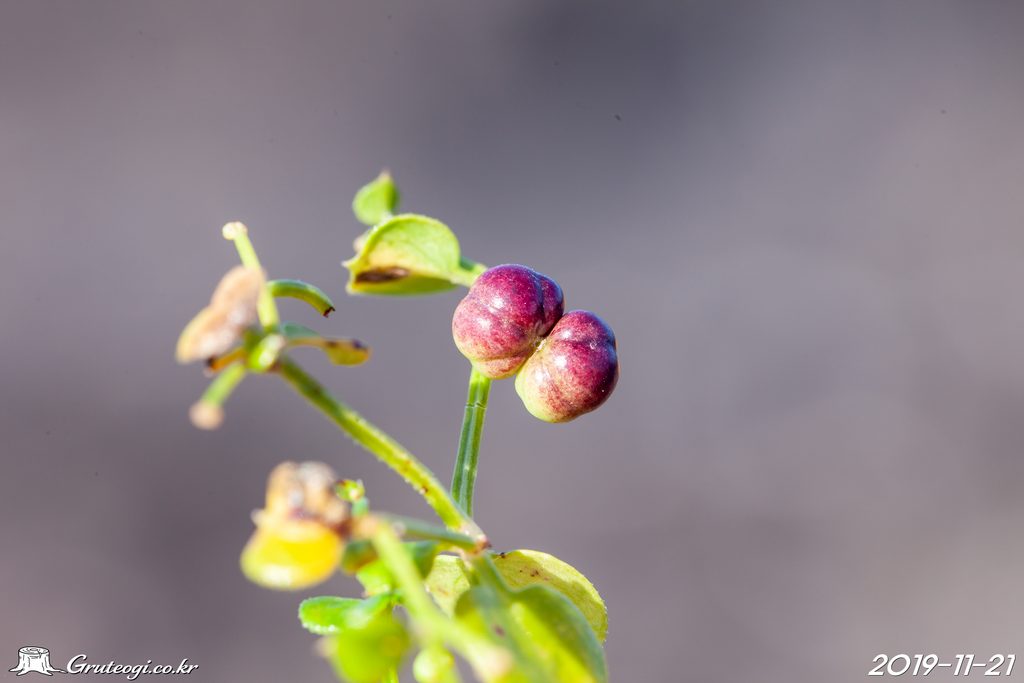 Rubia argyi fruit