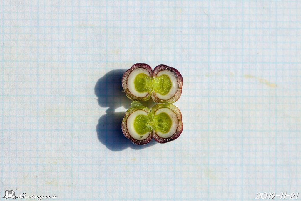 Rubia argyi fruit