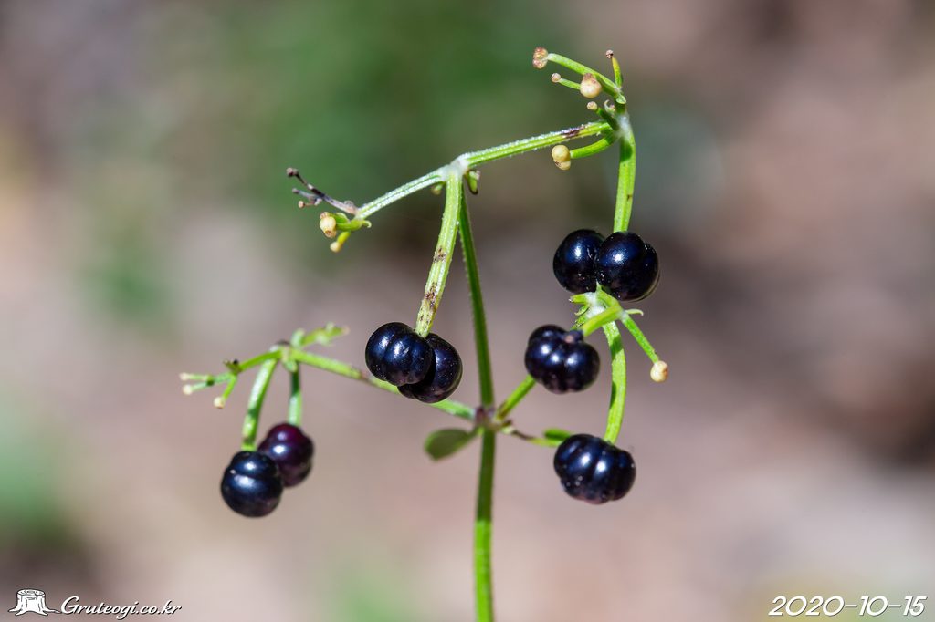 Rubia argyi fruit