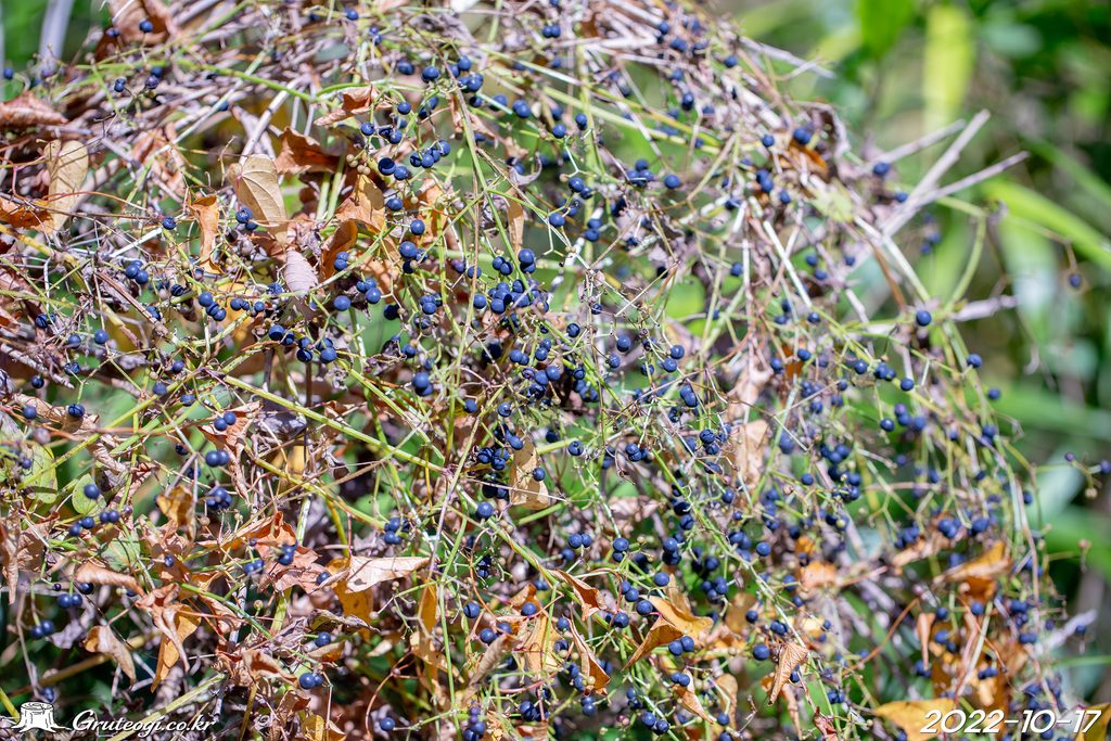 Rubia argyi fruit
