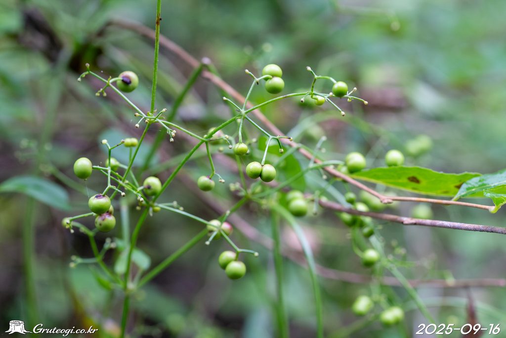Rubia argyi fruit