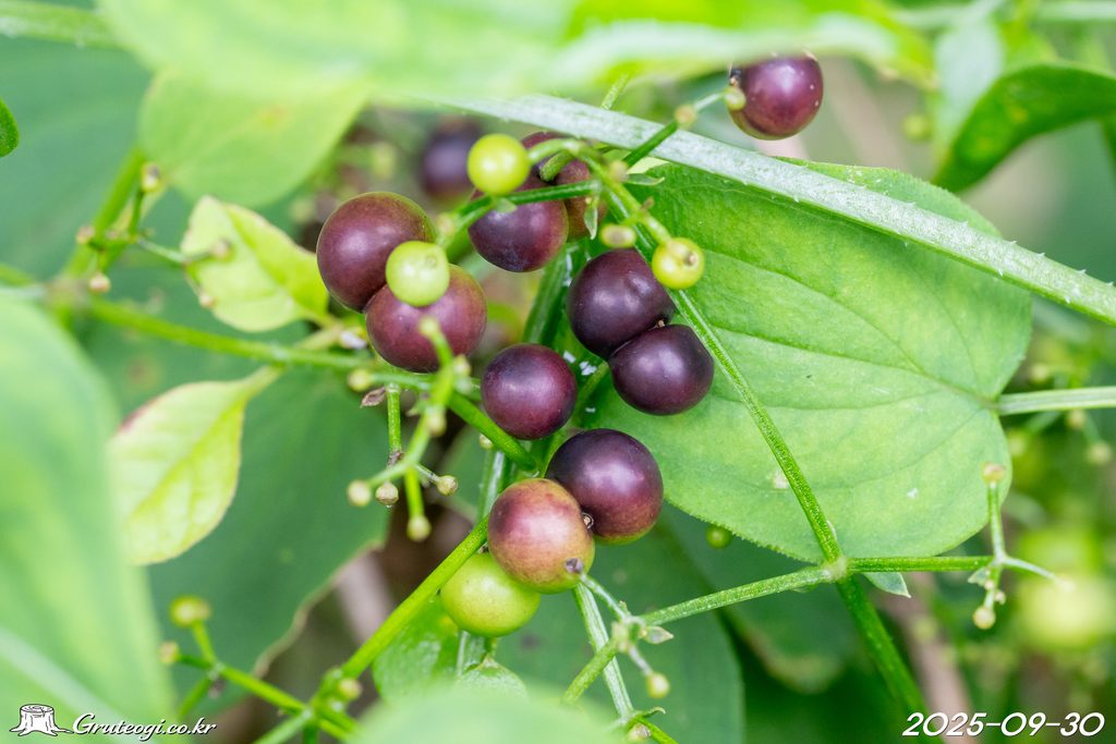 Rubia argyi fruit