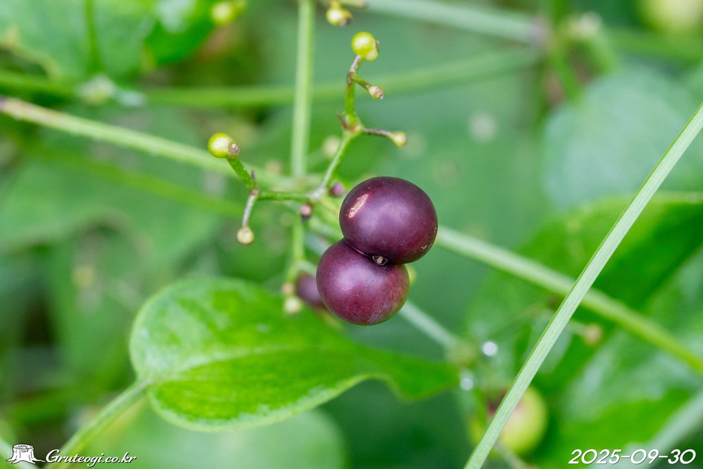 Rubia argyi fruit