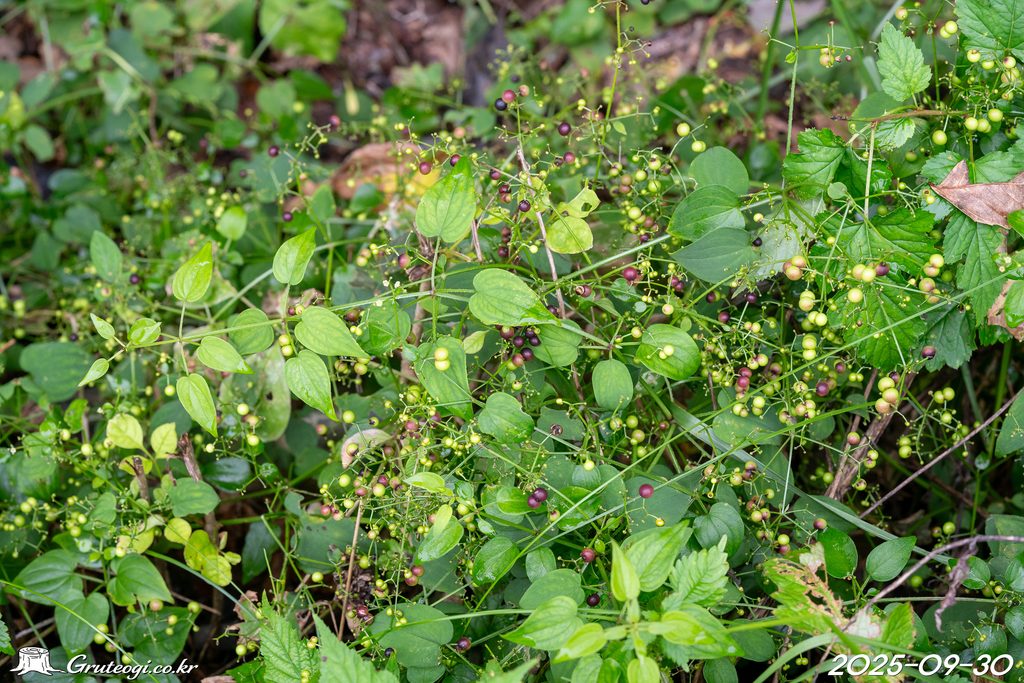 Rubia argyi fruit