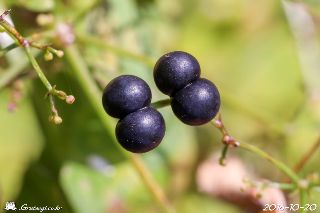 Rubia argyi fruit
