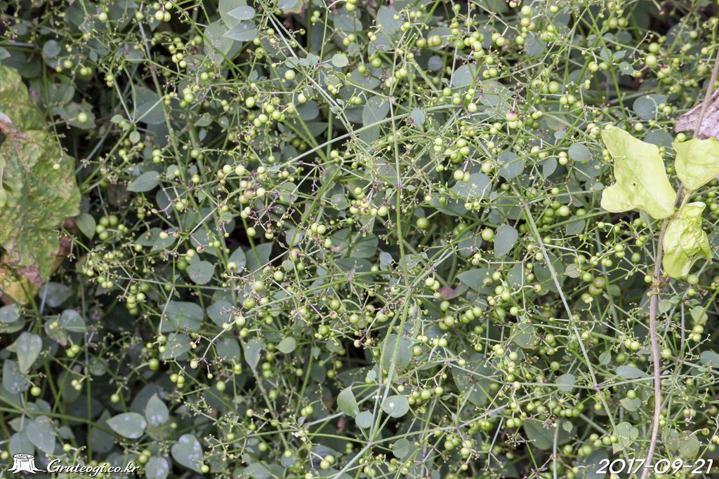 Rubia argyi fruit