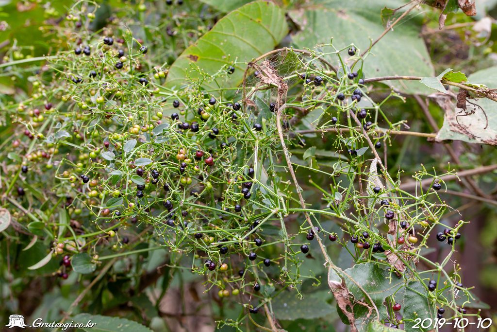 Rubia argyi fruit