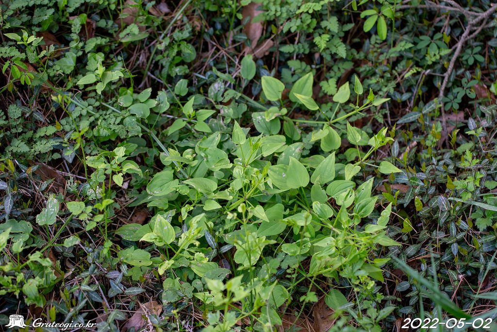 Rubia argyi habit