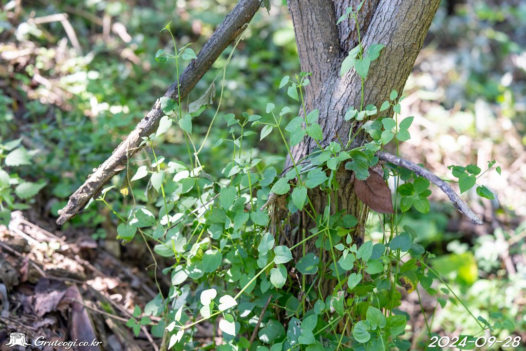 Rubia argyi habit