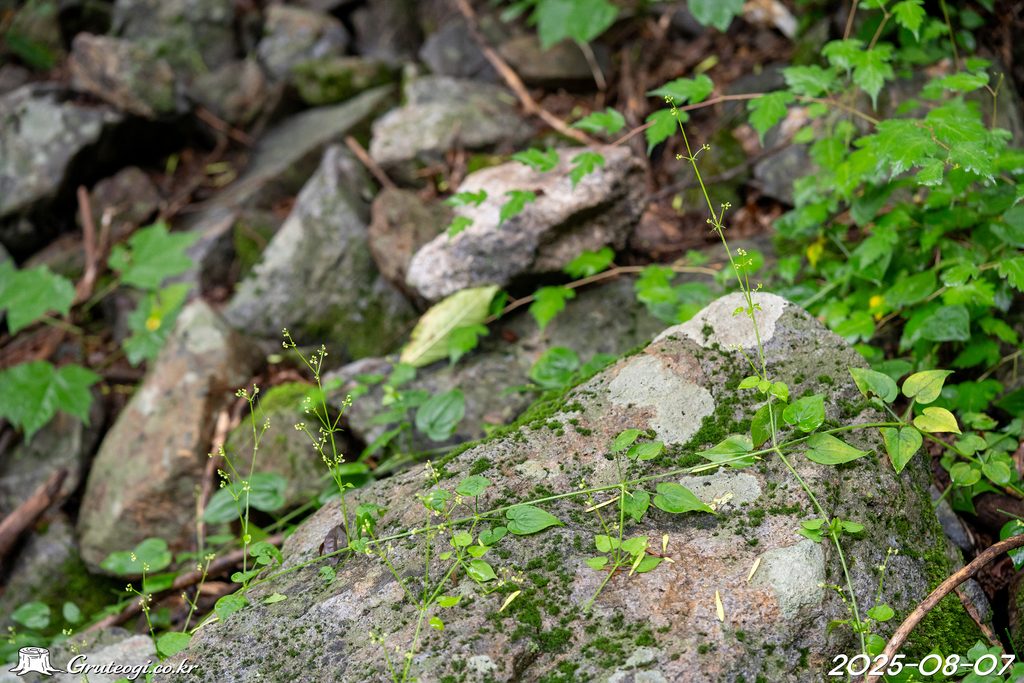 Rubia argyi habit