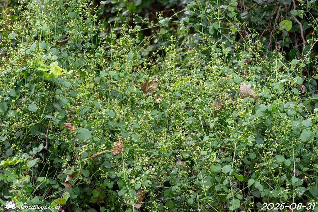 Rubia argyi habit
